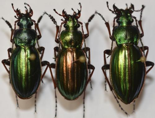 Carabus auratus lasserei